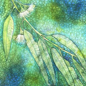 Eucalyptus sp #2